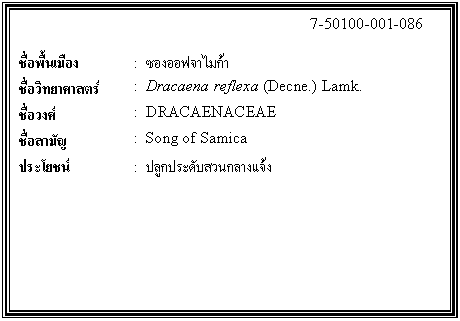 กล่องข้อความ: 7-50100-001-086 ชื่อพื้นเมือง : ซองออฟจาไมก้า ชื่อวิทยาศาสตร์ : Dracaena reflexa (Decne.) Lamk. ชื่อวงศ์ : DRACAENACEAE ชื่อสามัญ : Song of Samica ประโยชน์ : ปลูกประดับสวนกลางแจ้ง